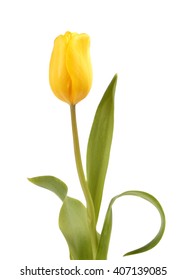 Yellow Tulip Isolated On White Background