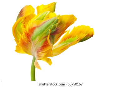 Yellow Tulip Isolated On White Background