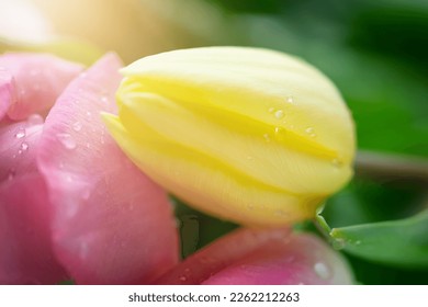 Yellow tulip macro shot with drops. Spring background.  - Powered by Shutterstock