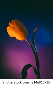Yellow tulip gradient background  Floral bouquet fresh flower blue violet background and colorful neon light   color shadows 