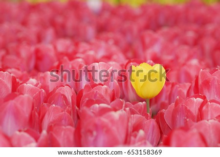 Yellow tulip on red tulips