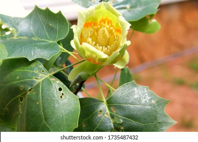 Yellow Tulip Poplar Tree Flower With Leaves