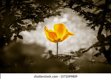 Yellow Tulip Soul In Black White For Peace Heal Hope. The Flower Is Symbol For Power Of Life And Mind Strength Beyond Grief Death And Sorrows. Also Symbolizes Healing Of Stress Or Burnout