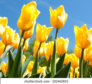 64,529 Tulips blue sky Images, Stock Photos & Vectors | Shutterstock