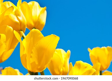 yellow tulips against the blue sky