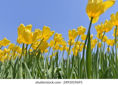 Yellow tulips against the sky, low angle view - Powered by Shutterstock