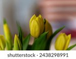 yellow tulips close up bokeh 