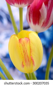 Yellow Tulips Close Upclose Up To Red Tulips