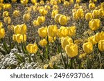 Yellow tulips in Coronation Gardens in Leyton, London, UK