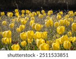 Yellow tulips in Coronation Gardens in Leyton, London, UK