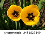 Yellow tulips in the garden. Two yellow flowers closeup. Springtime nature. Nature in details. Spring flowers in the meadow in sunlight. Beauty in the naure. Nature in bloom. 