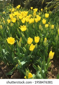 Yellow Tulips In Green Meadow Tulipmania (tulipomania ) Triumph Tulips