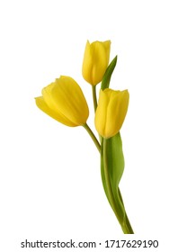 Yellow tulips isolated on white background 