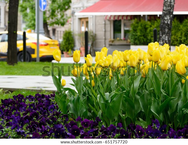 Yellow tulips on the\
background of a city avenue with street cafe and car on a spring\
day after rain.