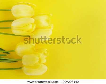 Yellow tulips on a yellow  background, top view, flat lay. Concept spring, summer, Mother's Day holiday, March 8. Composition of flowers.Floral  background.