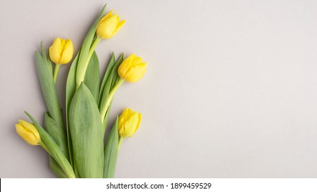 yellow tulips on a gray background, banner, top view, spring bouquet