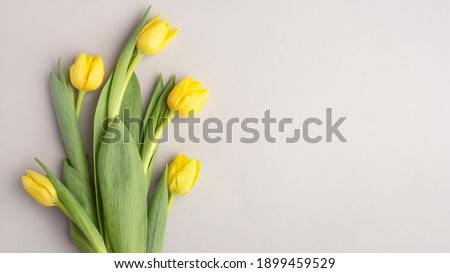 yellow tulips on a gray background, banner, top view, spring bouquet