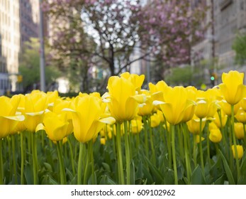 Yellow Tulips On Park Avenue In New York City 