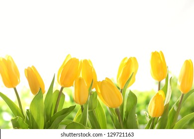 Yellow Tulips On White Background