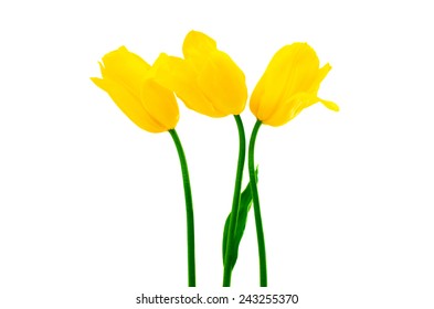 Yellow Tulips On A White Background