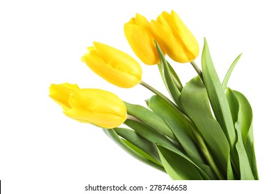 Yellow Tulips On White Background