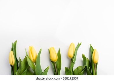 Yellow Tulips On A White Background