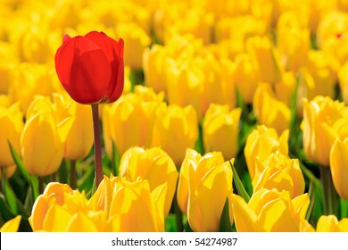 Yellow tulips and one red - Powered by Shutterstock