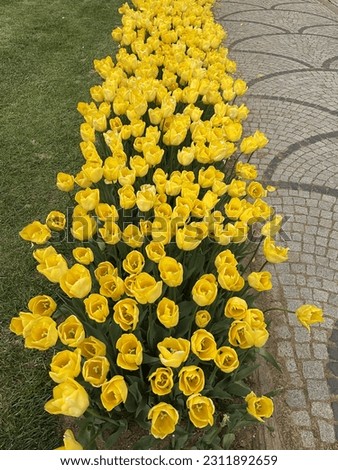 Yellow tulips photographed at the Istanbul tulip festival.