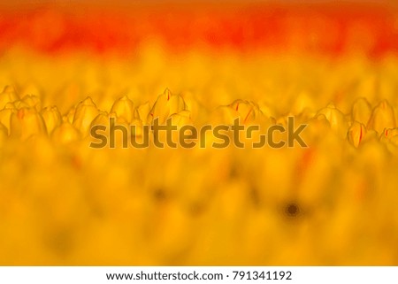 Similar – Image, Stock Photo honey yellow Wellness Life