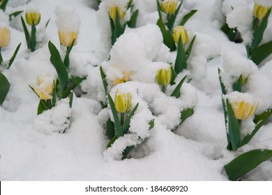 Yellow tulips are in the snow