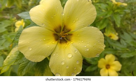 Yellow Turnera diffusa, known as damiana, is a shrub native to southern Texas in the United States, Central America, Mexico, South America, and the Caribbean. It belongs to the family Passifloraceae.