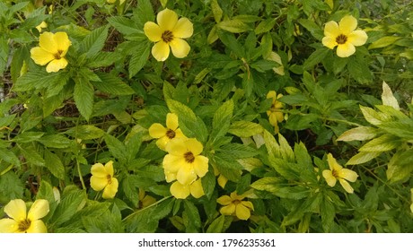 Yellow Turnera diffusa, known as damiana, is a shrub native to southern Texas in the United States, Central America, Mexico, South America, and the Caribbean. It belongs to the family Passifloraceae.