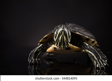 29,379 Turtle On Black Background Images, Stock Photos & Vectors ...