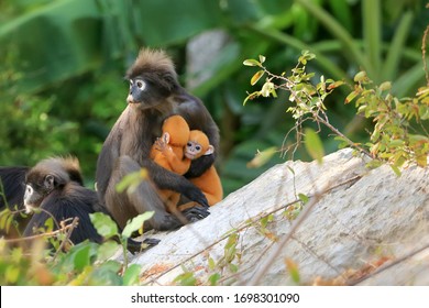 Yellow twins baby of Leaf Monkeys or Dusky Langur and mother who are living in the forest, Animals with their babies in Thailand   - Shutterstock ID 1698301090