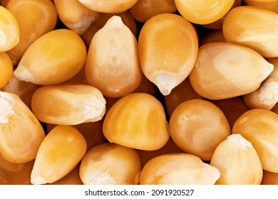 Yellow unpopped popcorn corn kernels, closeup detail photo, image width 23mm
