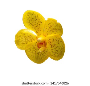 Yellow Vanda Orchid Flower Isolated White Stock Photo 1417546826 ...