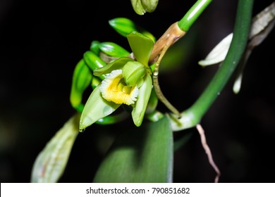 Yellow vanilla flower (Vanilla planifolia) blossoming in the dark, Nosy Komba, Madagascar