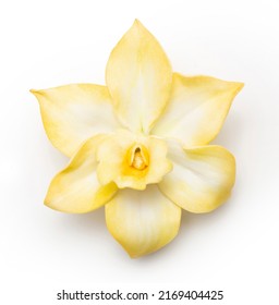 Yellow Vanilla Orchid Flower Isolated On White Background