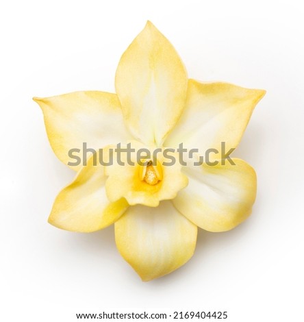 Yellow vanilla orchid flower isolated on white background