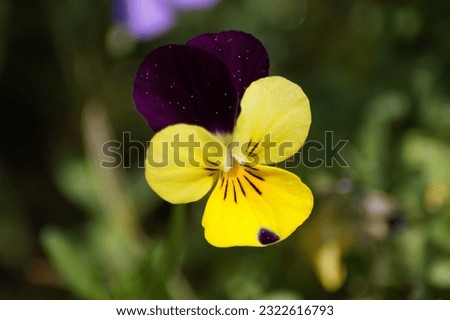 Similar – Image, Stock Photo Horn violets as painted