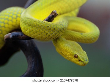 9,003 Yellow viper Images, Stock Photos & Vectors | Shutterstock