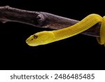 Yellow viper snake isolated on black background, Yellow White-lipped Pit Viper (Trimeresurus insularis)