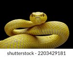 Yellow viper snake on branch, viper snake isolated on black background, animal closeup