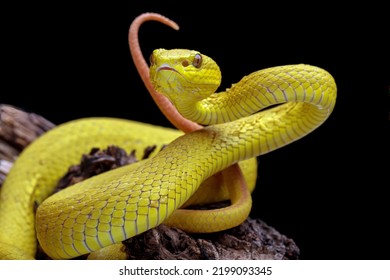 Yellow Viper Snake On Branch, Venomous Pit Viper In The Family Viperidae, Animal Closeup