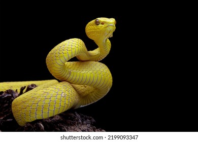 Yellow Viper Snake On Branch, Venomous Pit Viper In The Family Viperidae, Animal Closeup