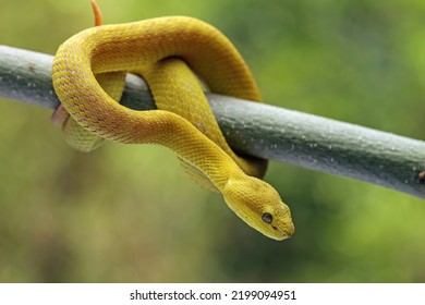 Yellow Viper Snake On Branch, Venomous Pit Viper In The Family Viperidae, Animal Closeup