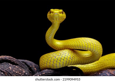 Yellow Viper Snake On Branch, Venomous Pit Viper In The Family Viperidae, Animal Closeup