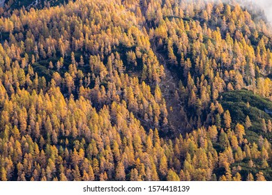 Yellow vivid color larch trees	