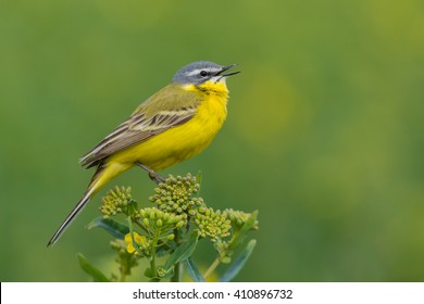 Yellow Wagtail