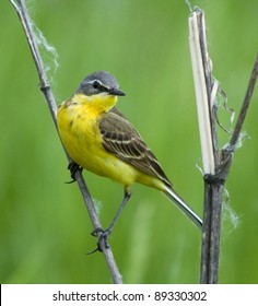 Yellow Wagtail